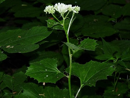 {Arnoglossum reniforme}